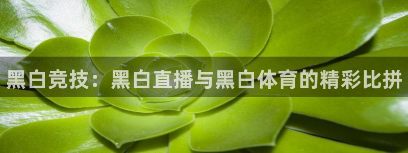 黑白竞技：黑白直播与黑白体育的精彩比拼
